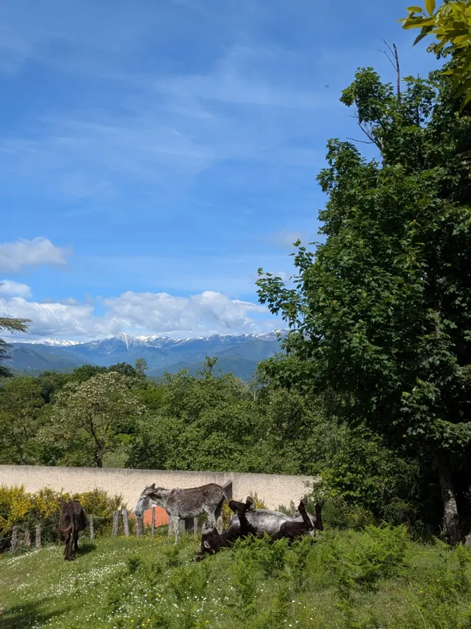 Burros en un prado, delante de los árboles y de las montañas nevadas del Canigó