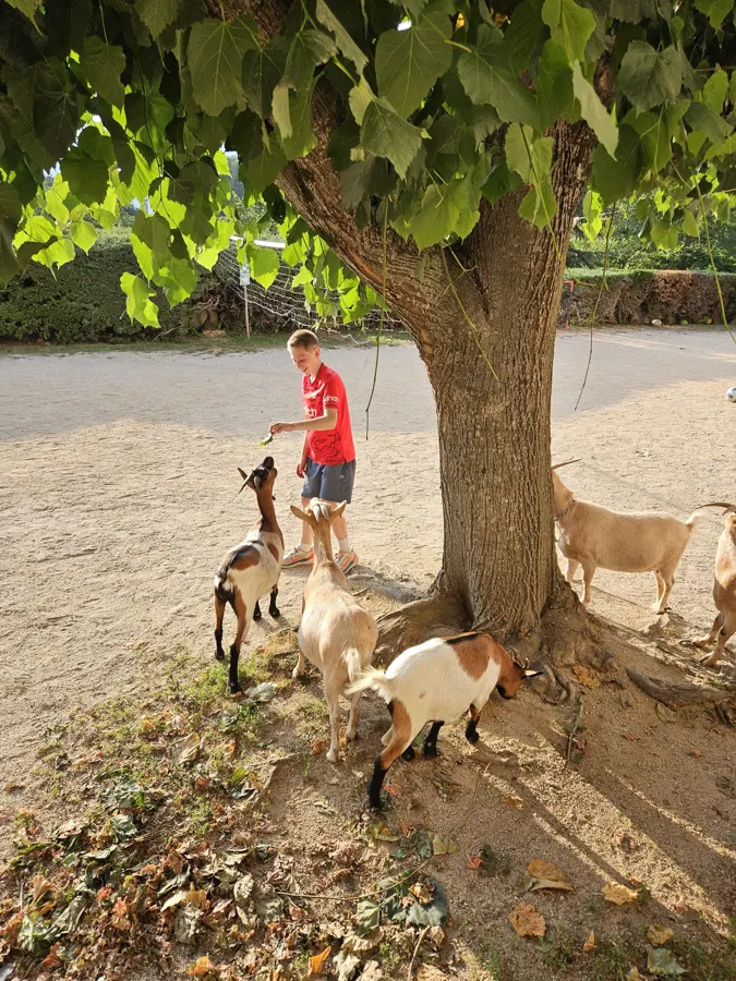 Des chèvres au pied d’un grand arbre dans la cour du domaine, avec un jeune en arrière-plan